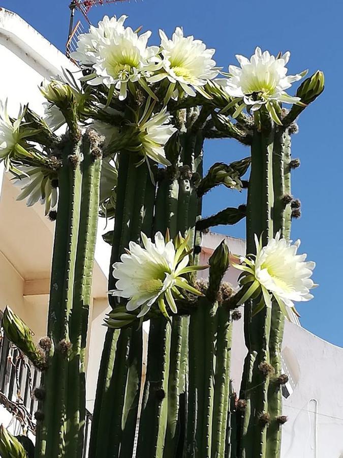 Guesthouse A Lareira Aljezur Eksteriør bilde